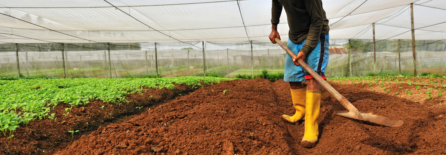 farmer holding shovel in crop row