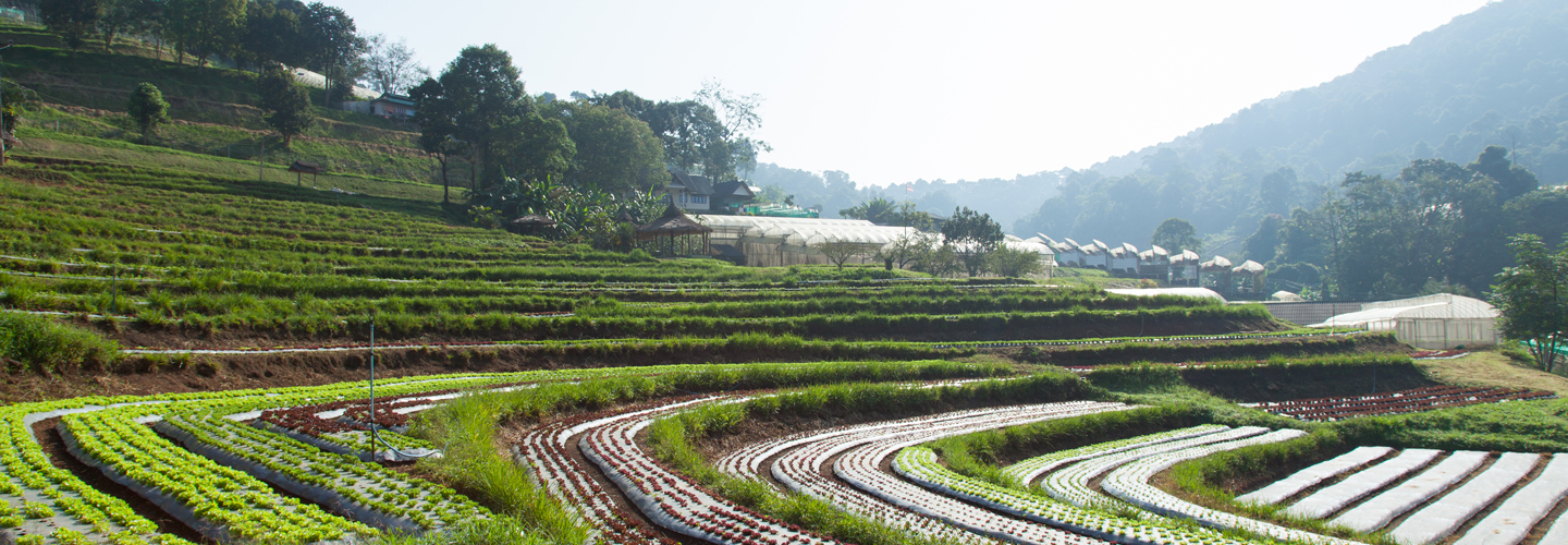 tiered farming crop rows