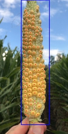 A Hand holding an Ear of Corn