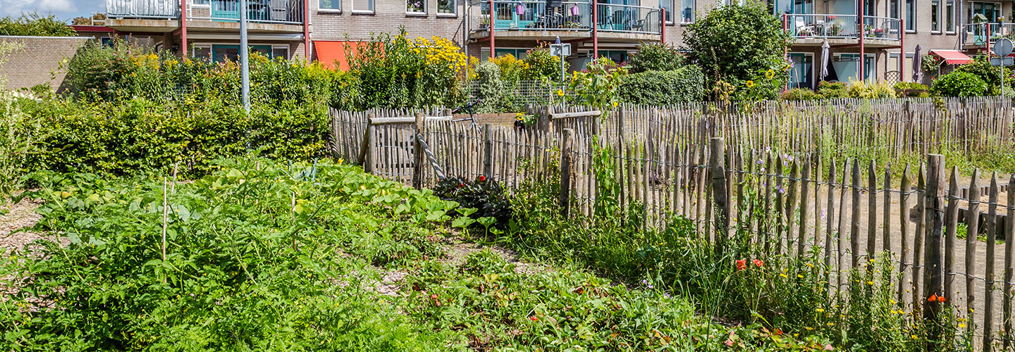 urban farm with wooden fence