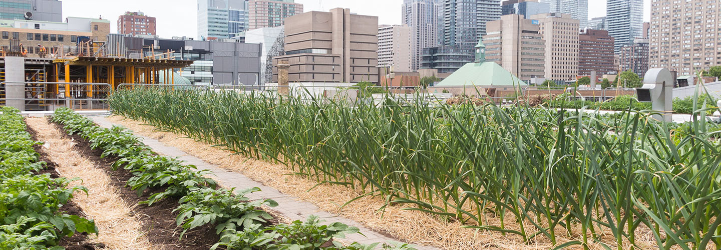 urban farm with high-ruse buildings in background