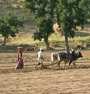 two farmers with plow in crop field