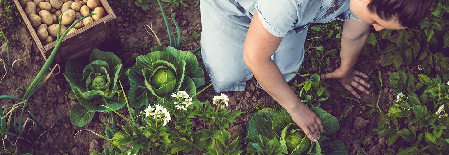 woman kneeling in soil harvesting potatoes