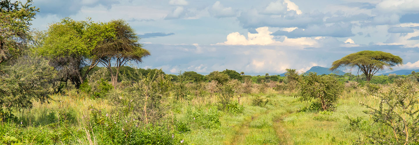 Wild green grasses, bushes, and trees under partly cloudy sky