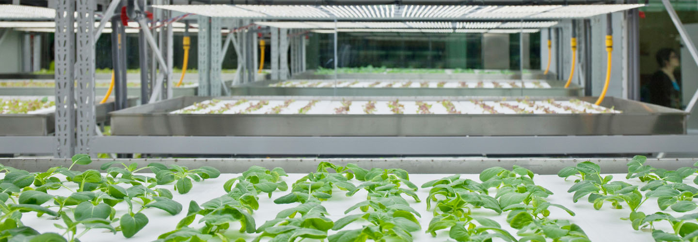 indoor farming scene