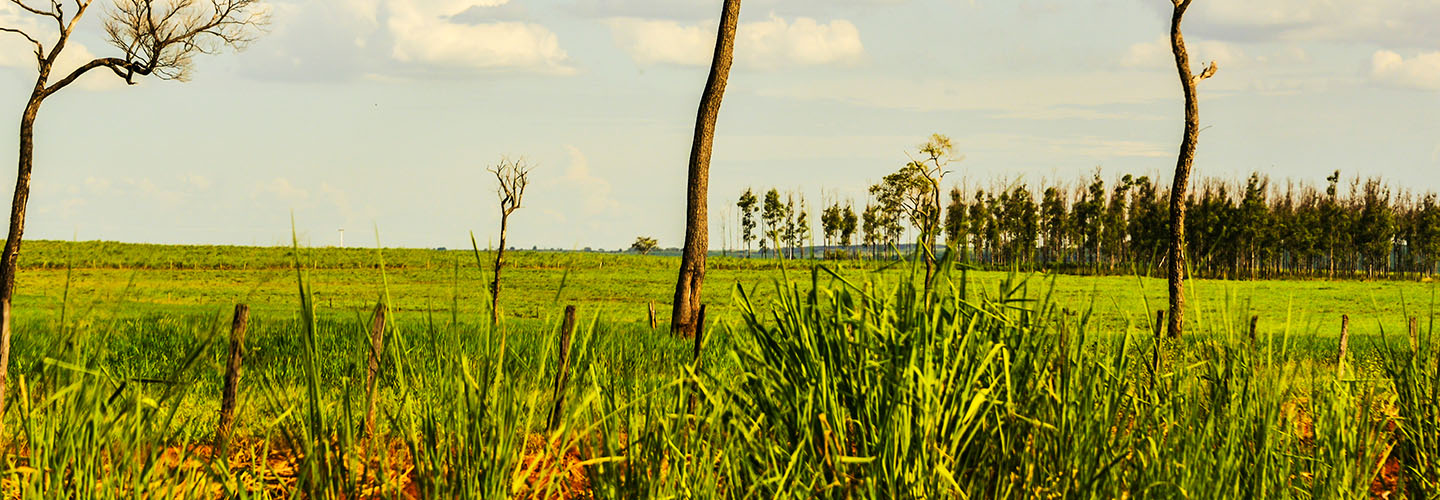 crop field in the distance