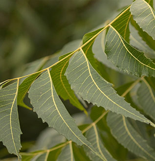 close up of leaves on tree