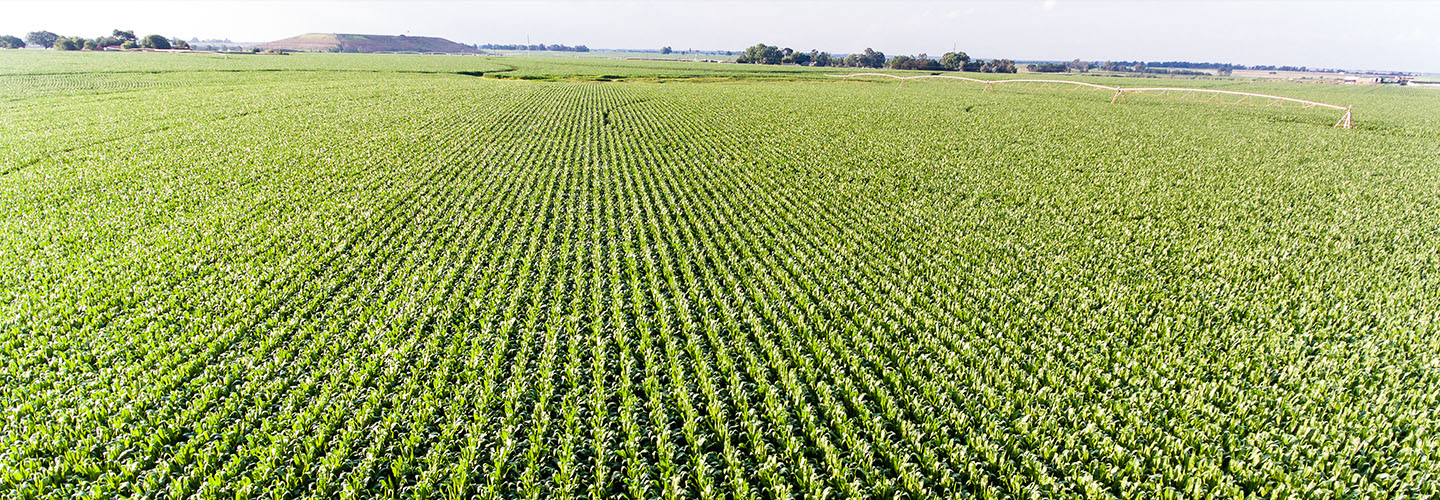 crop rows